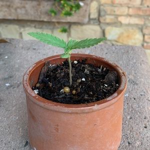 Meet your Posher, Marcelo